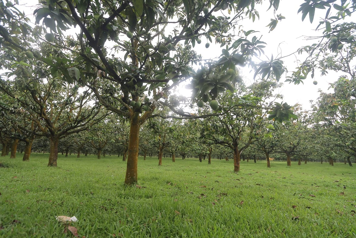পদাগঞ্জ এলাকার বিস্তীর্ণ আমবাগানে ঝুলছে পাকা হাঁড়িভাঙা আম। 