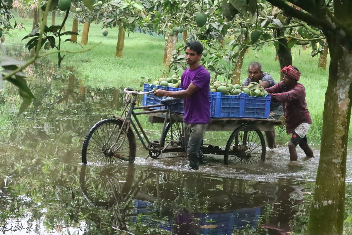 রংপুরের হাঁড়িভাঙা আম উঠেছে বাজারে