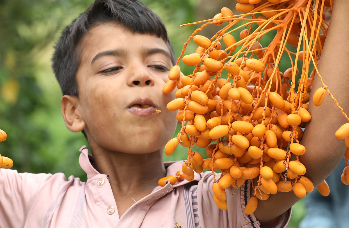 চলতি পথে গাছে উঠে খেজুর পাড়া