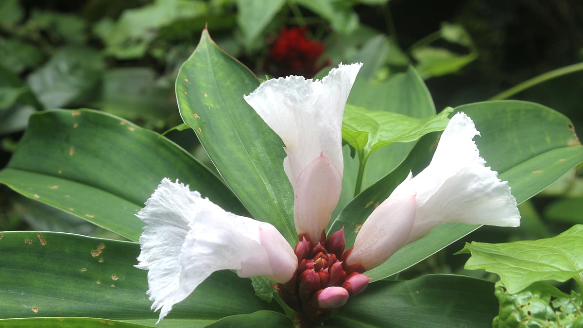 ছবি: সুপ্রিয় চাকমা