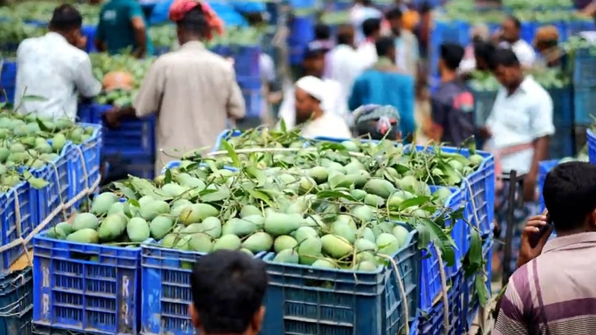 কীভাবে ৪ লাখ মেট্রিক টন আম বেচাকেনা হয় কানসাট বাজারে | আম থেকে হোক আমেজিং