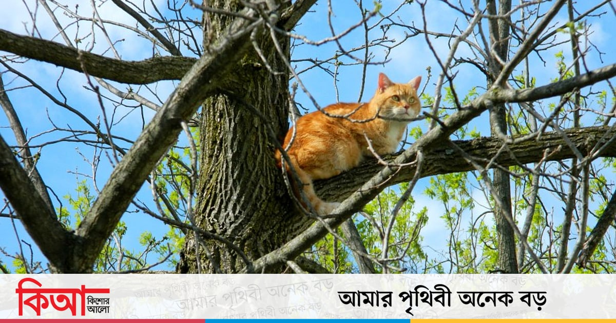 বিড়াল গাছে উঠে আটকে গেলে কী করব বিড়াল গাছে উঠে আটকে গেলে কী করব