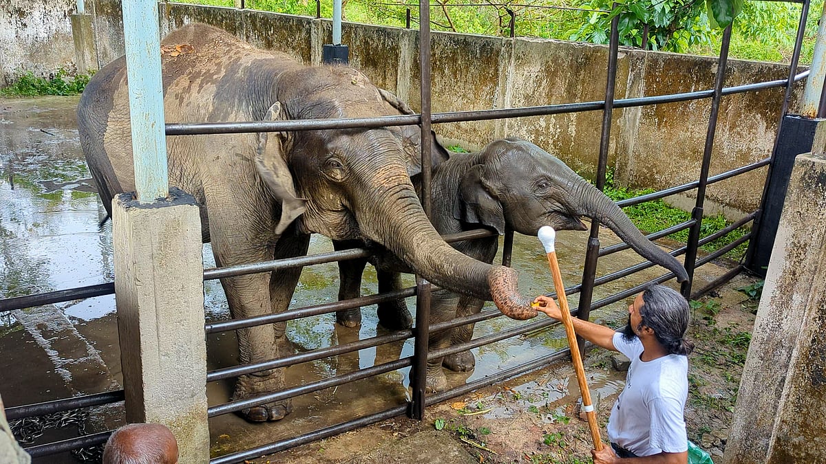 শিকল ছাড়াই নিয়ন্ত্রণে থাকে হাতি ‘জয়িতা’