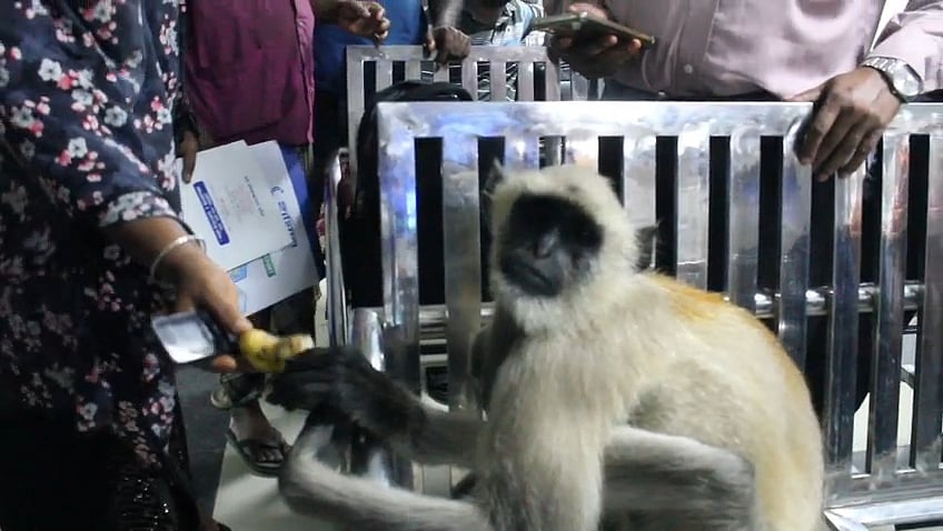 ব্যথায় কাতর হনুমান চিকিৎসা নিতে নিজেই হাজির হলো ক্লিনিকে