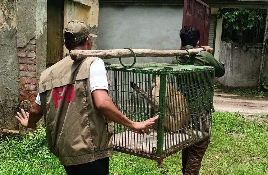 ব্যথায় কাতর হয়ে রাজবাড়ীর ক্লিনিকে আসা হনুমানটিকে পাঠানো হলো খুলনায়