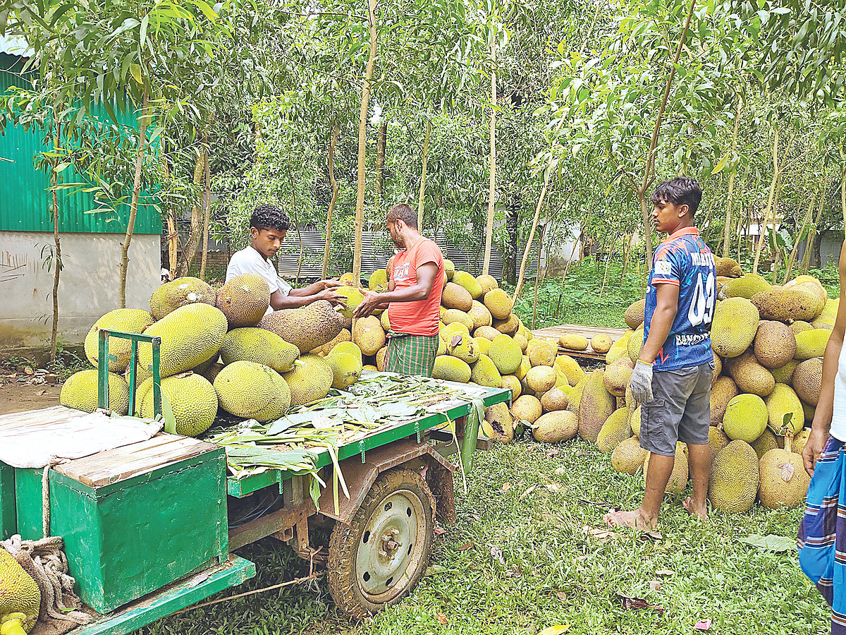 কাঁঠাল নিয়ে সরগরম গাজীপুর 