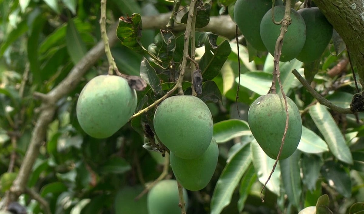 বিশ্ববাজারে মেহেরপুরের হিমসাগর আম, রপ্তানি বাড়াতে সরকারি সহায়তা চান চাষিরা