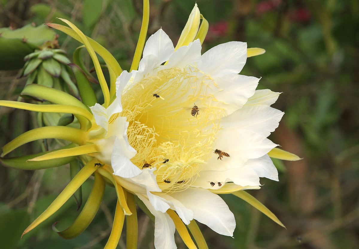 ছবি: সুপ্রিয় চাকমা