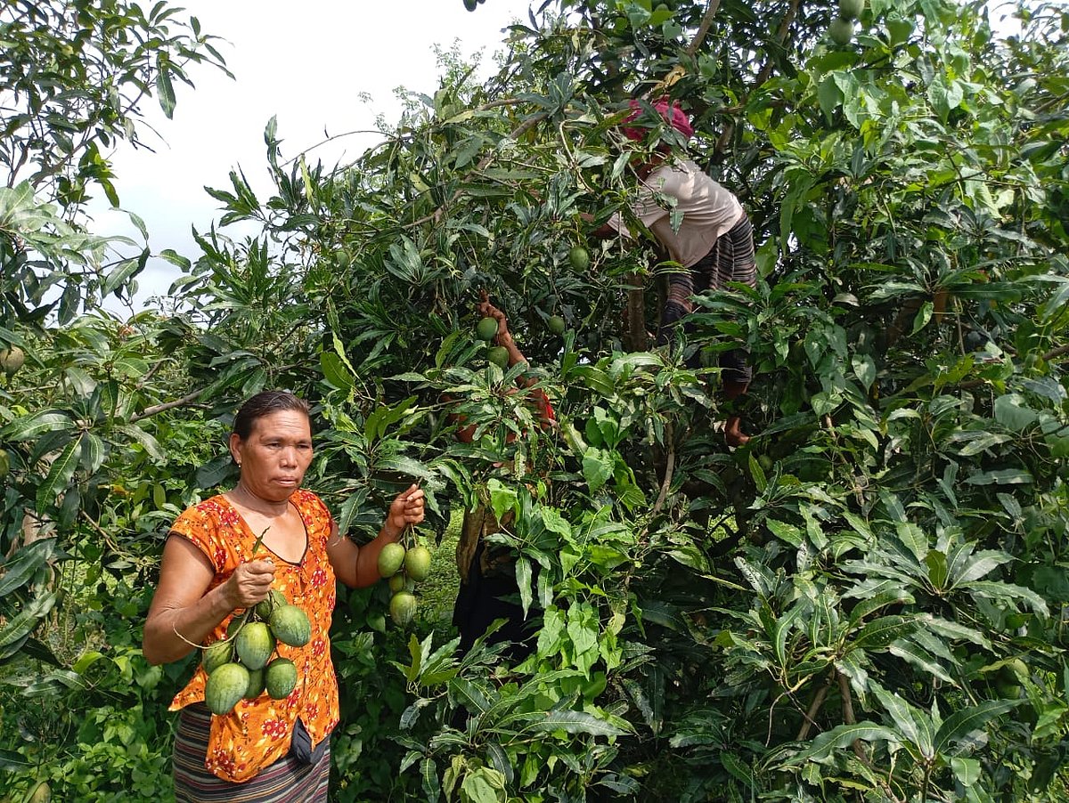 সংসারের কাজ সামলে আম সংগ্রহ, খাগড়াছড়িতে নারীদের বাড়তি আয়