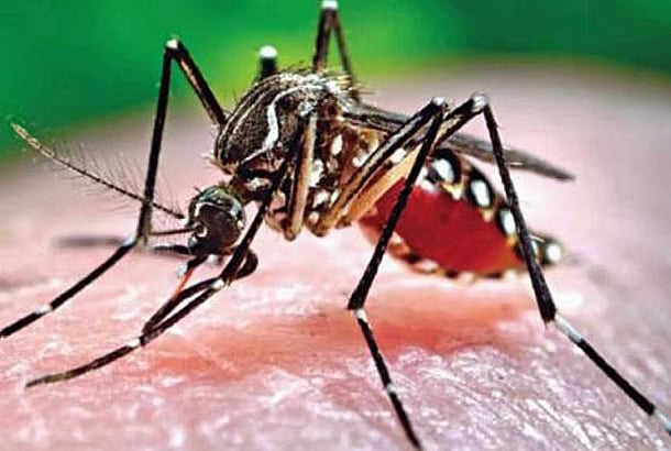 মশা কেন কিছু মানুষকে বেশি কামড়ায়