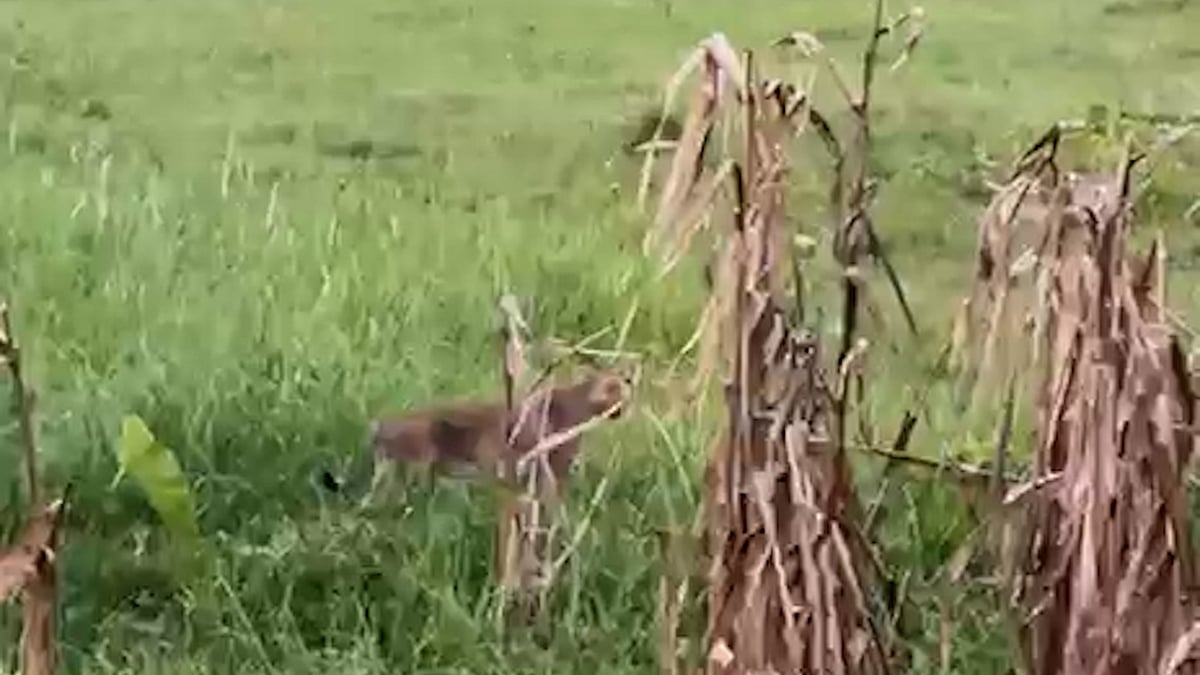 ভুট্টাখেতে দেখা মিলল বাঘের মতো দেখতে এক প্রাণী