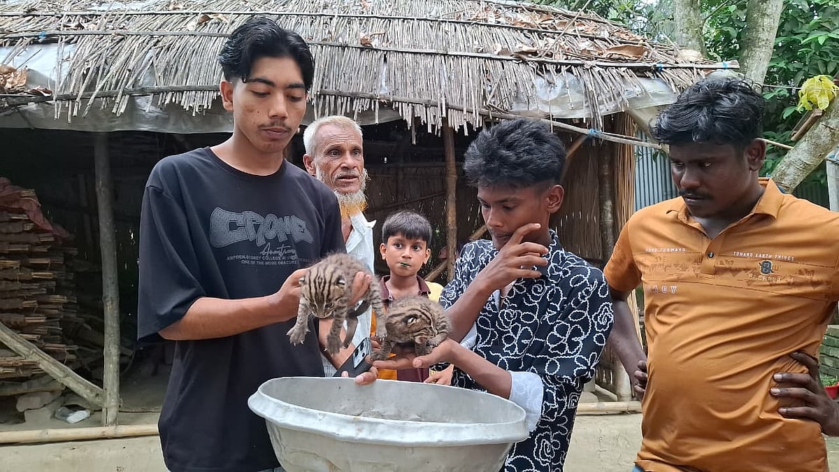 মাগুরায় ‘বাঘ আতঙ্ক’ ছড়ানো এলাকা থেকে মেছো বিড়ালের দুটি শাবক উদ্ধার