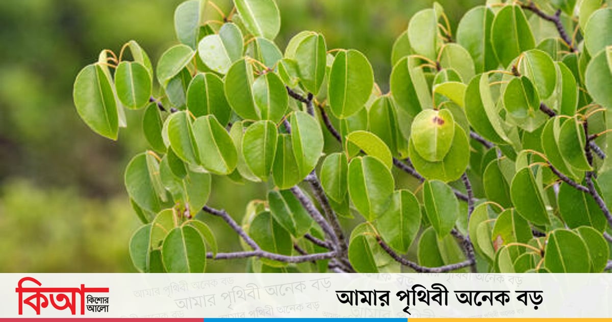 যে গাছের ছায়ায় দাঁড়ালে হতে পারে বিপদ যে গাছের ছায়ায় দাঁড়ালে হতে পারে বিপদ