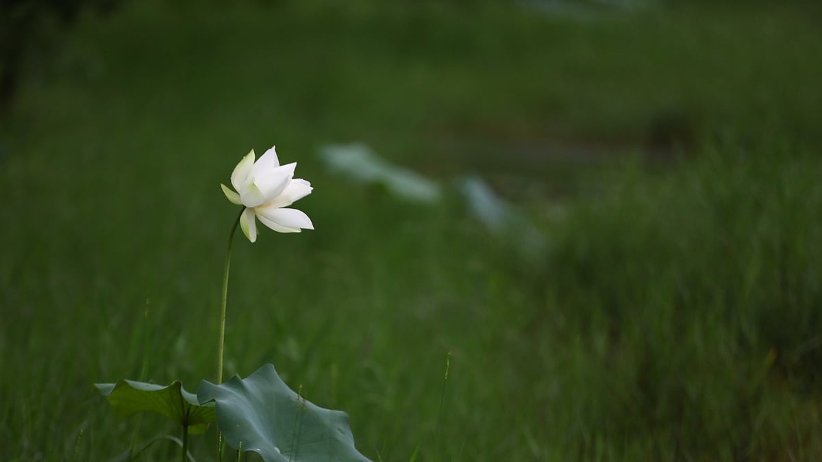 ছবি: আনিস মাহমুদ