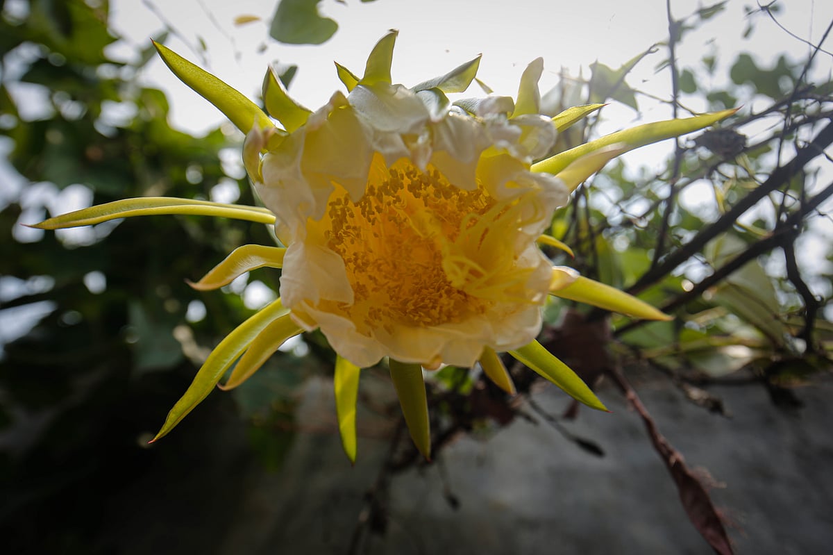 ছবি: সাদ্দাম হোসেন