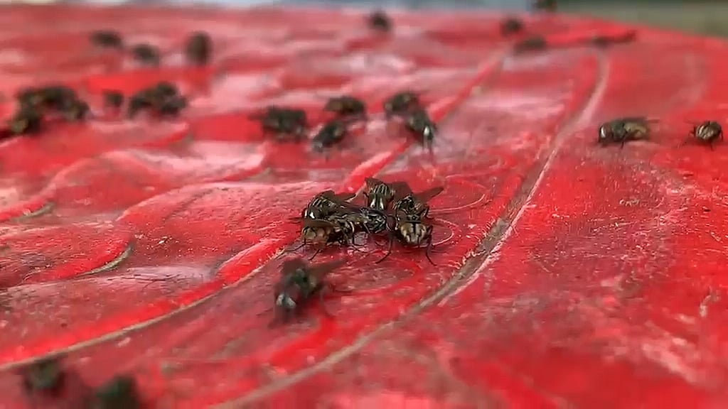 অতিষ্ঠ হয়ে মাছি তাড়াতে আদালতে যেতে চান রাজশাহীর যে গ্রামের মানুষ