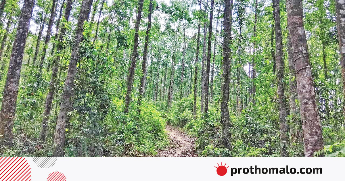 হাতির চলার পথে হবে পাকা সড়ক হাতির চলার পথে হবে পাকা সড়ক
