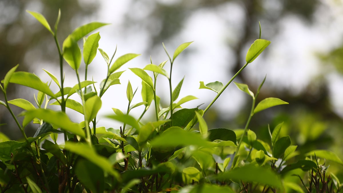 চা-বাগানে শোভা পাচ্ছে কচি পাতা