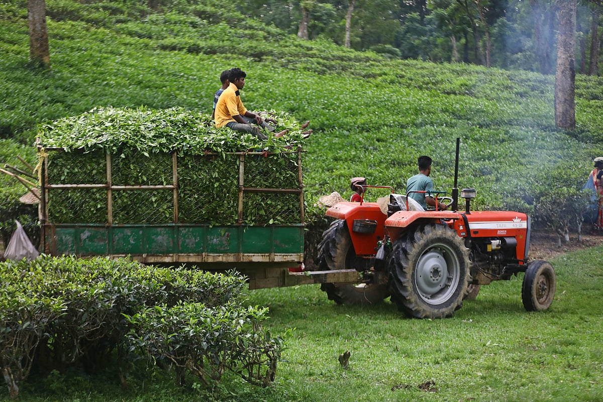 কচি পাতার ব্যস্ত দিন