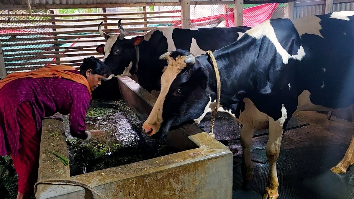 লোকের কথায় কান না দিয়ে গরুর খামার গড়েছেন সেবিকা