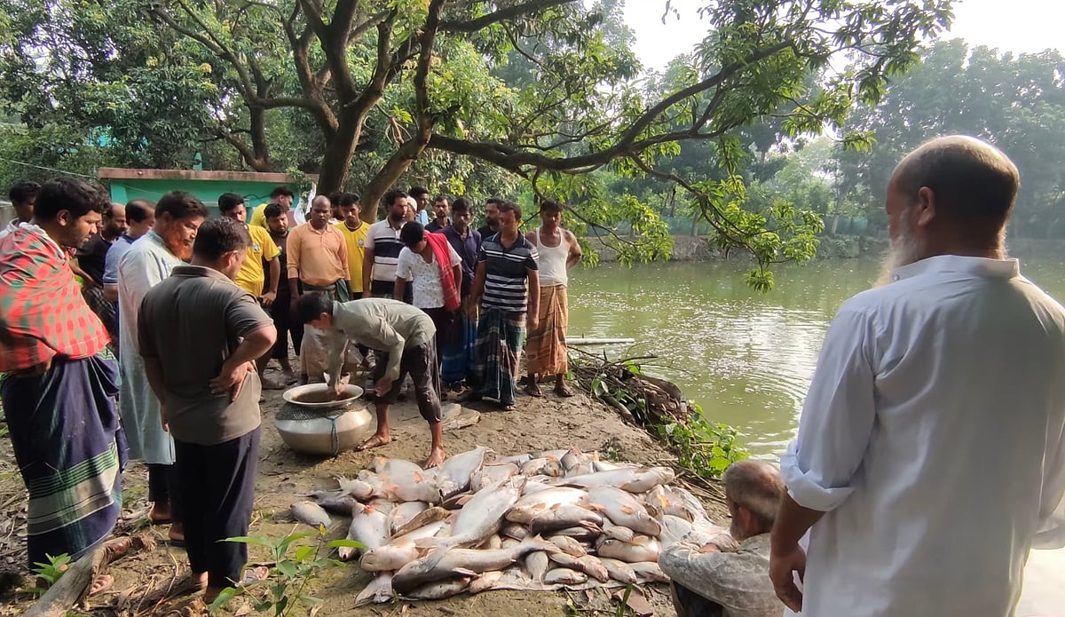 মেহেরপুরে পুকুরে বিষ প্রয়োগ, অর্ধকোটি টাকার মাছ মরে যাওয়ার অভিযোগ