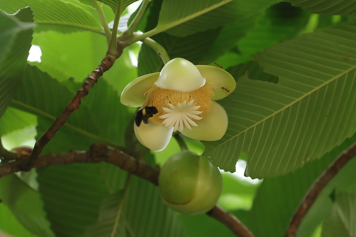 ছবি: মং হাই সিং মারমা 