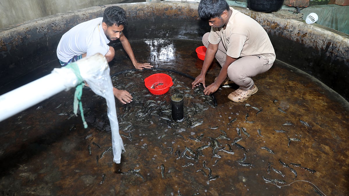  হ্যাচারি হাউজ শুকিয়ে টেংরা মাছ ধরছেন দুই মৎস্যচাষি 