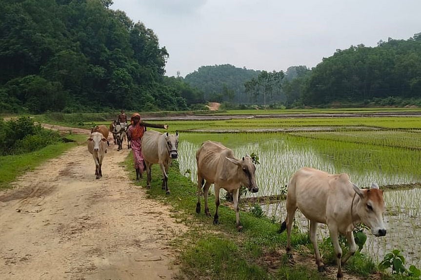 গারো পাহাড়ে গরু পালন, বদলে যাচ্ছে সীমান্তের খামারিদের জীবন