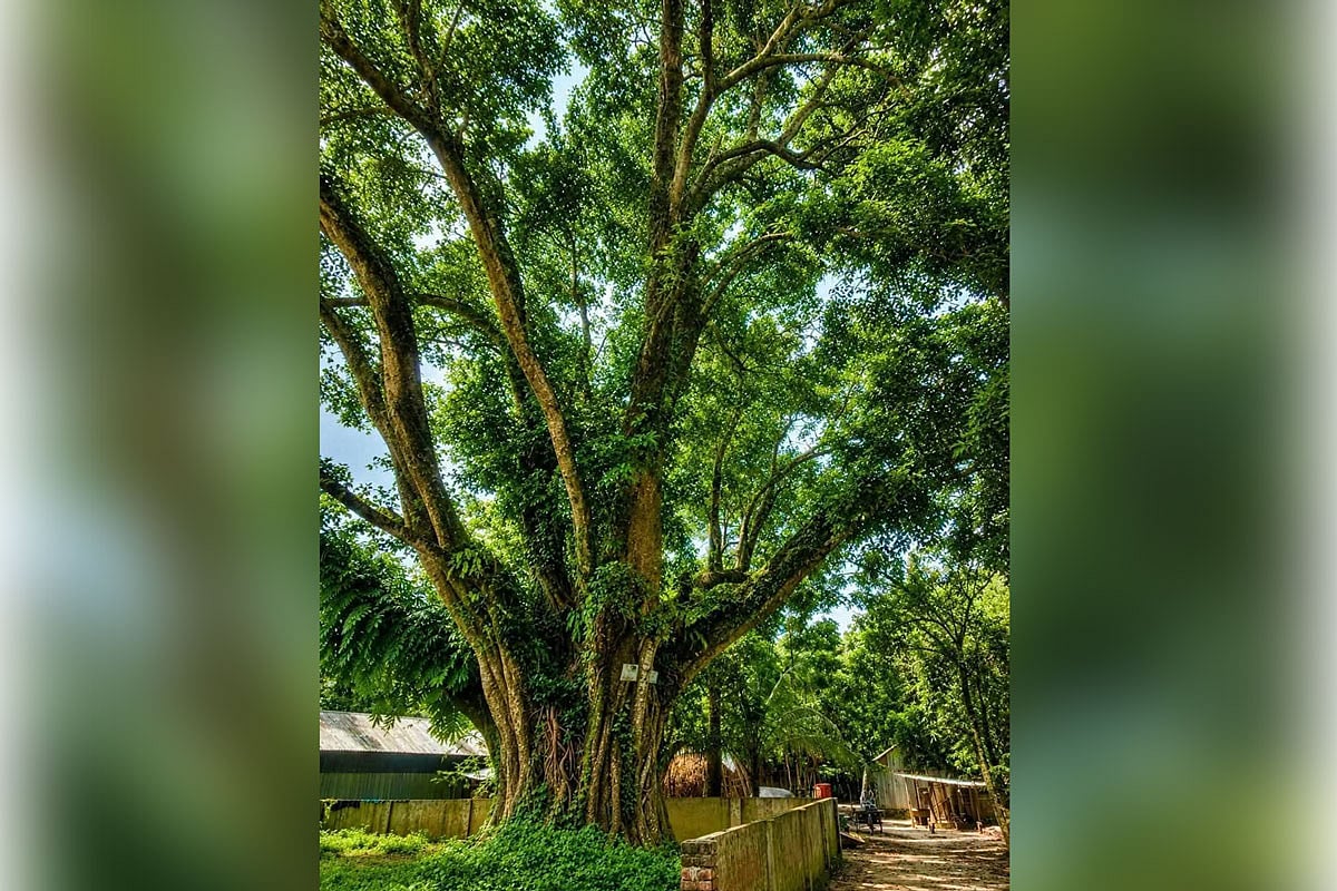 শেরপুরে জেলা প্রশাস‌কের হস্ত‌ক্ষে‌পে রক্ষা পে‌ল প্রাচীন বটগাছ