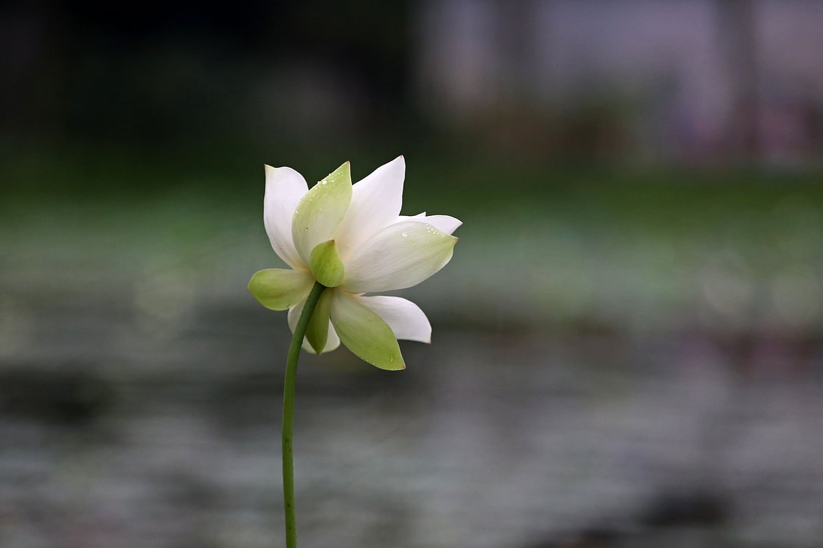 শ্বেতপদ্মের স্নিগ্ধতায় এমসি কলেজ