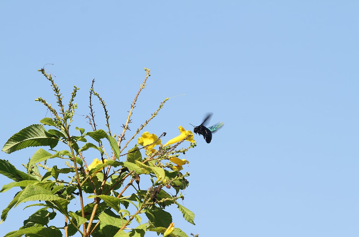 ছবি: সুপ্রিয় চাকমা