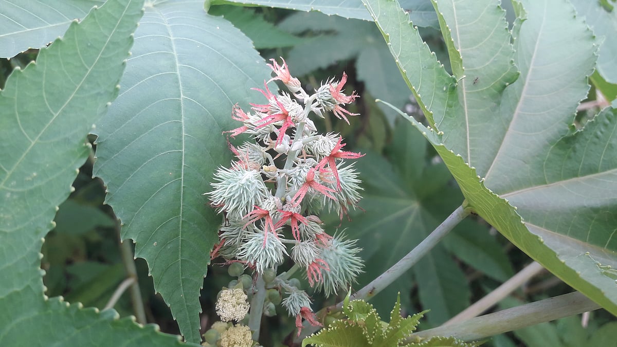 ছবি: আকমল হোসেন