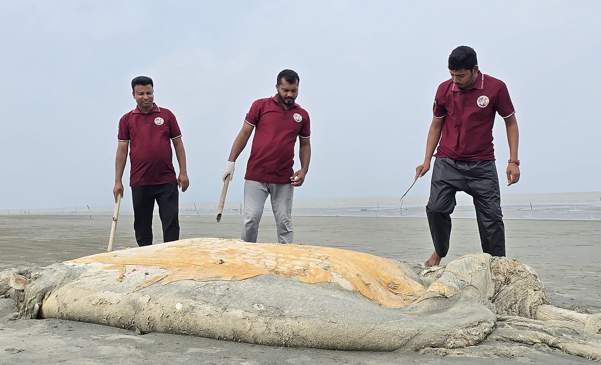 কুয়াকাটা সৈকতে ভেসে এল ৫৬ ফুট দৈর্ঘ্যের মৃত বেলিন তিমি