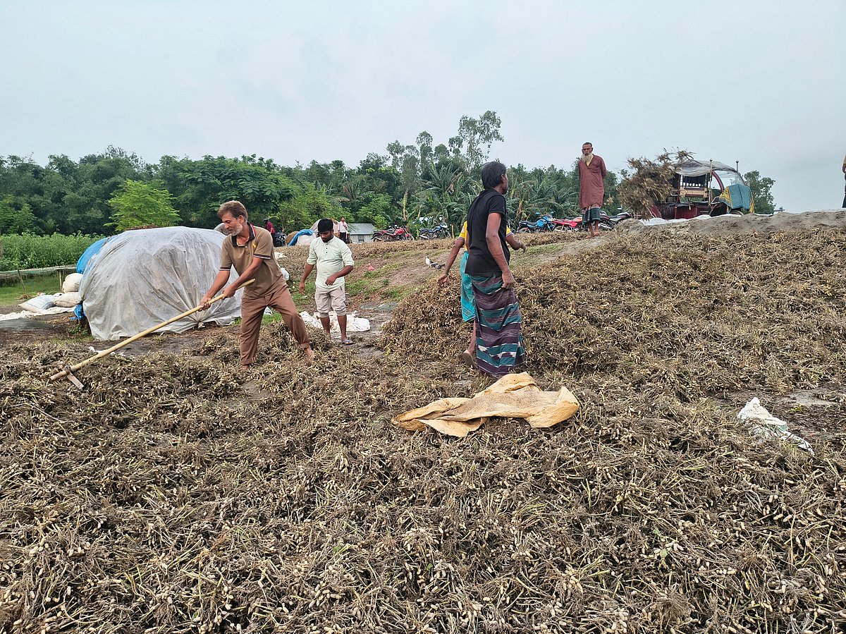 কুড়িগ্রামে বন্যার পানিতে ডুবল বাদামখেত, কৃষি বিভাগের কার্যক্রমে ক্ষোভ