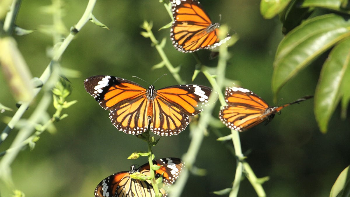 ছবি: সুপ্রিয় চাকমা