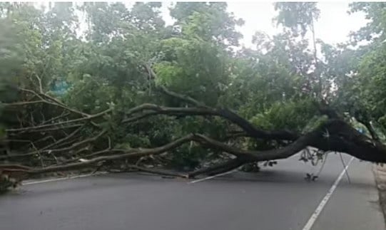 সরকারি গাছ কেটে বিক্ষোভের ঘটনায় ৮০ জনের নামে মামলা