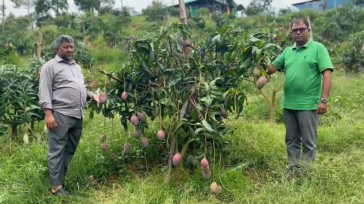 পরিত্যক্ত জমিতে ৩২ জাতের আমবাগান ফরিদুলের