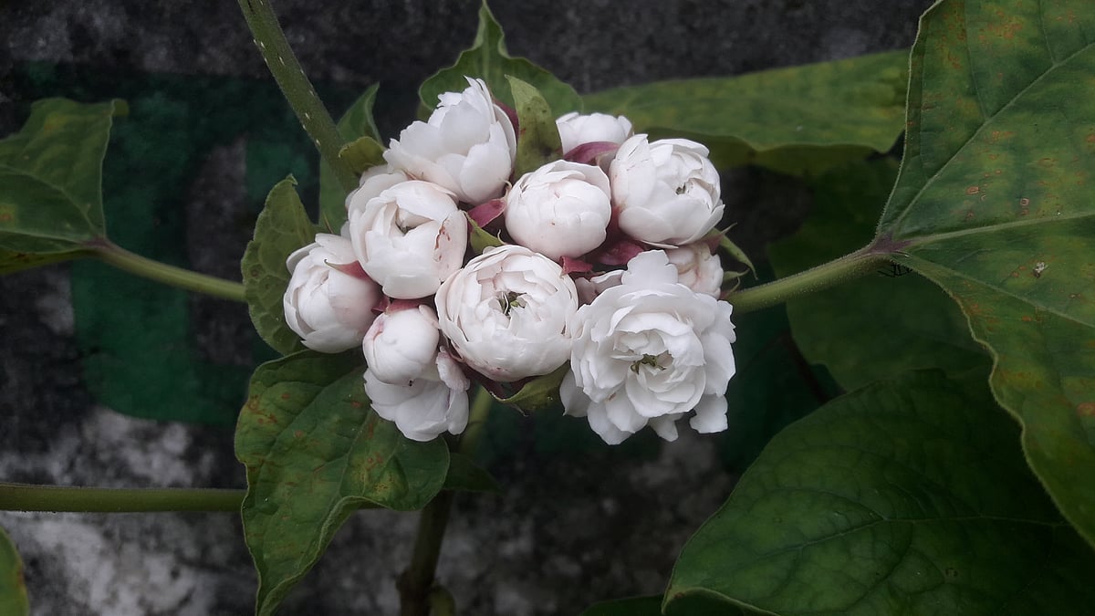 ছবি: আকমল হোসেন 