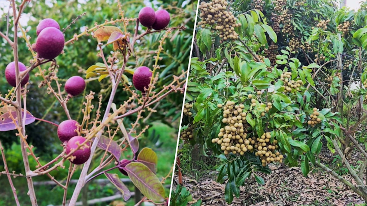 চাঁদপুরের এক বাগানেই ২২ জাতের লংগানের বাম্পার ফলন