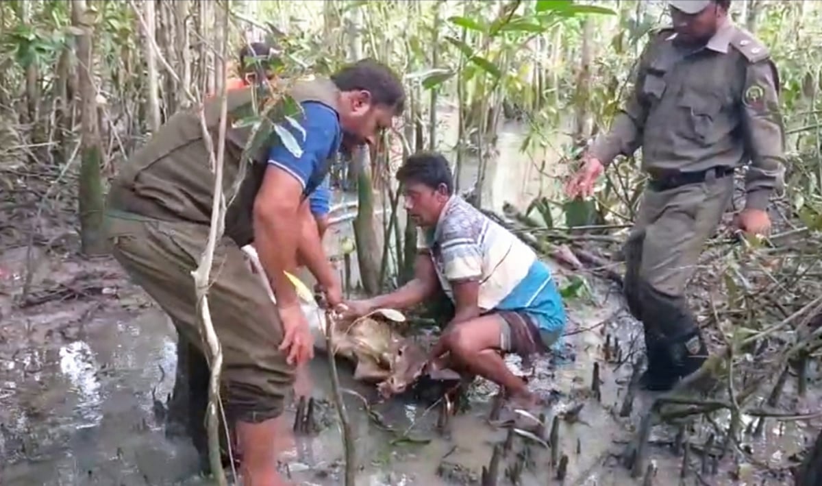 সুন্দরবনে আর্তনাদ শুনে ছুটে গেলেন বনকর্মীরা, মৃত্যুফাঁদ থেকে বাঁচল হরিণ