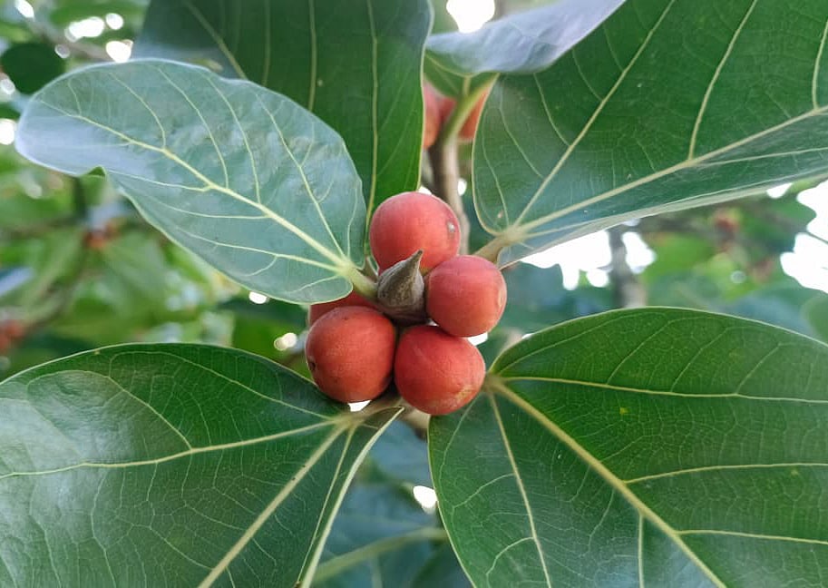 ছবি: মোস্তাফিজুর রহমান