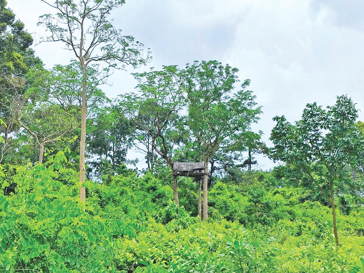 সংরক্ষিত বনে গুলি করে হাতি হত্যা করছে কারা