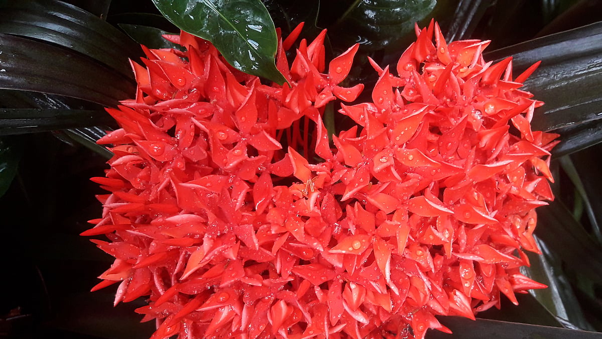 ছবি: আকমল হোসেন