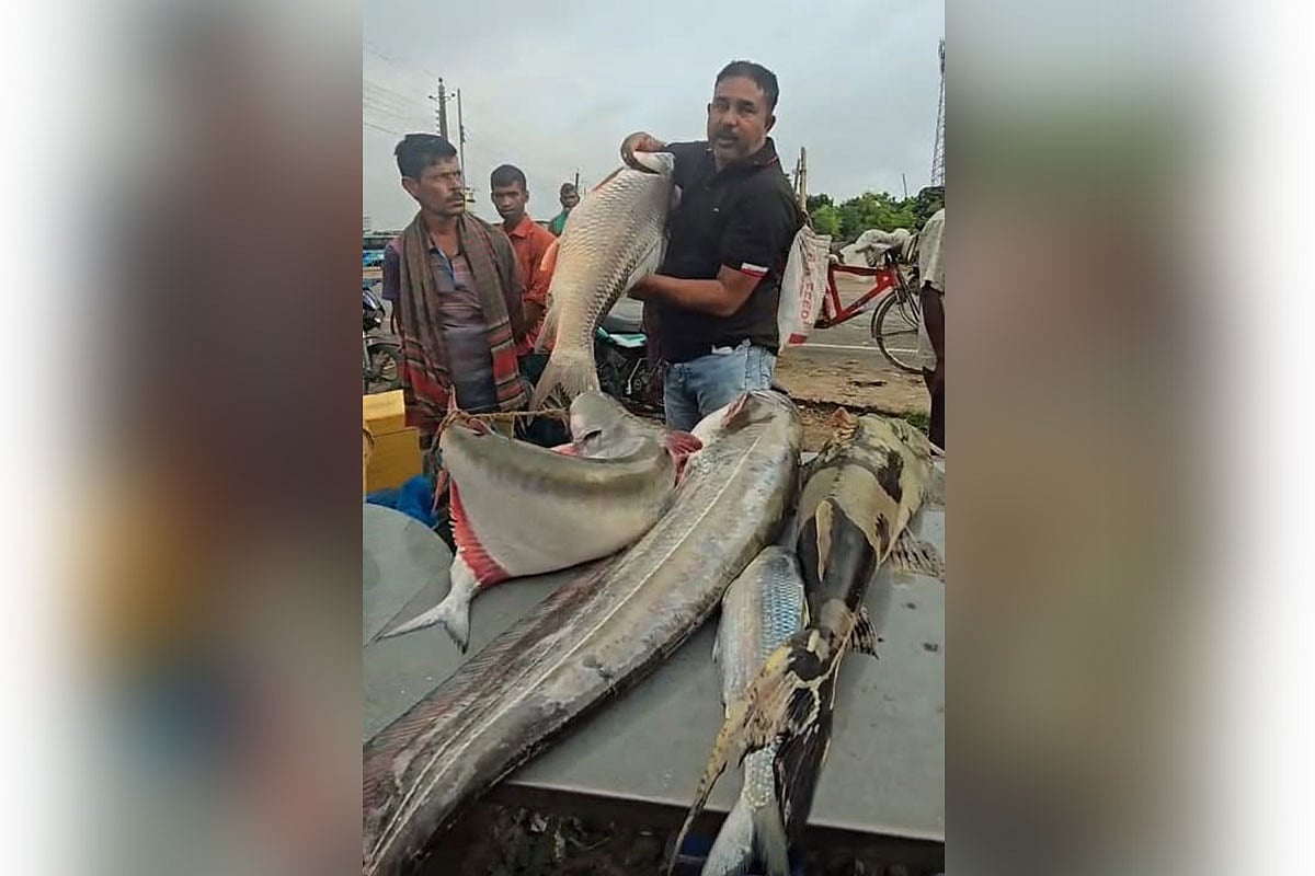 পদ্মার ঢাঁই, বোয়াল, রুই ও বাগাড় মাছ বিক্রি হলো দুই লাখ টাকায়