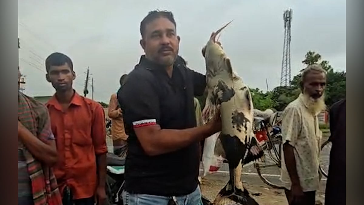 প্রায় দুই লাখ টাকায় বিক্রি হলো পদ্মা নদীর ঢাঁই, বোয়াল, রুইসহ বিপন্ন বাগাড় মাছ