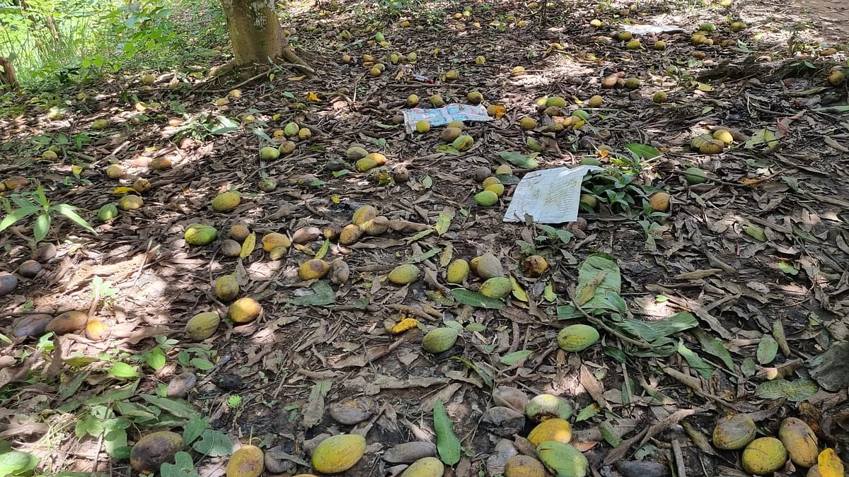 বান্দরবানে বাগানেই পচে যাচ্ছে রাংগোয়াই আম