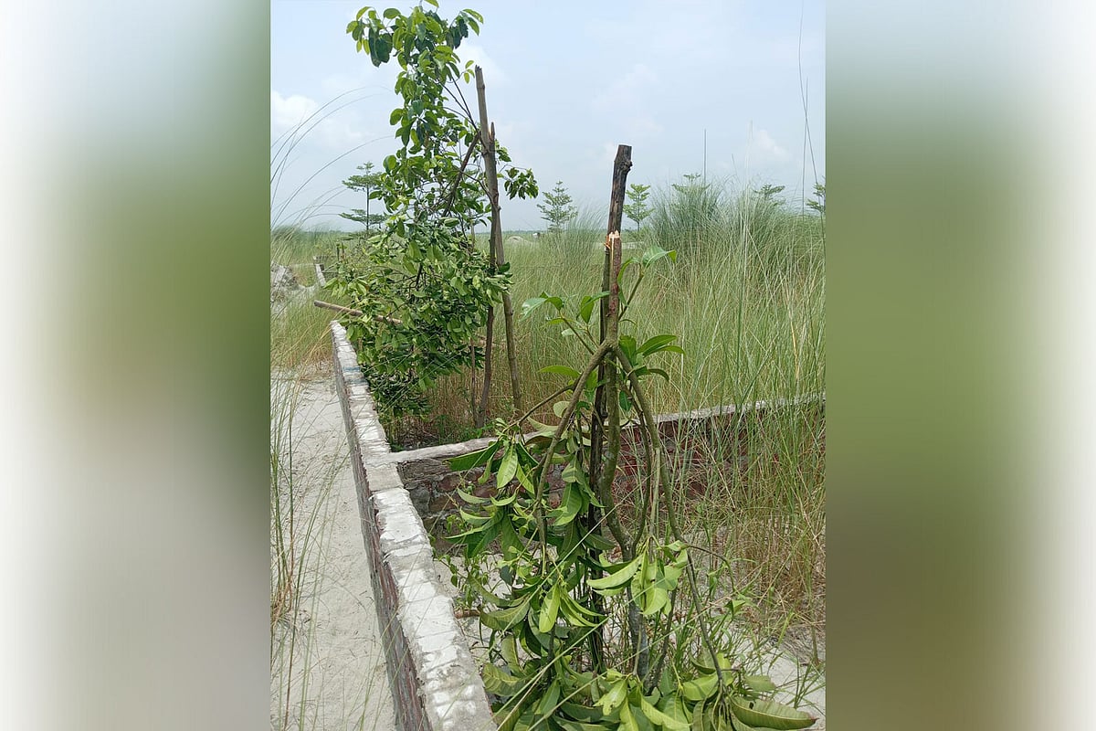 বন্ধুসভার বৃক্ষরোপণ: দেশি অস্ত্রশস্ত্র নিয়ে গাছের চারা কর্তন, শাস্তি দাবি