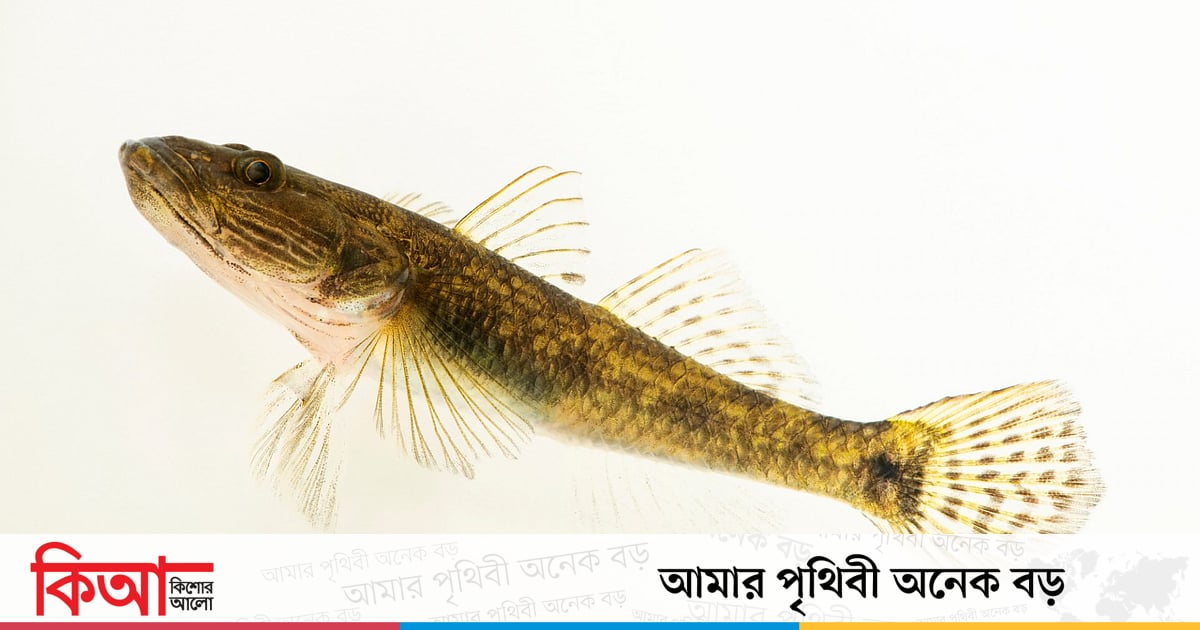 ইঁদুরের মতো মুখ বলে মাছের নাম ইন্দুর বাইলা ইঁদুরের মতো মুখ বলে মাছের নাম ইন্দুর বাইলা