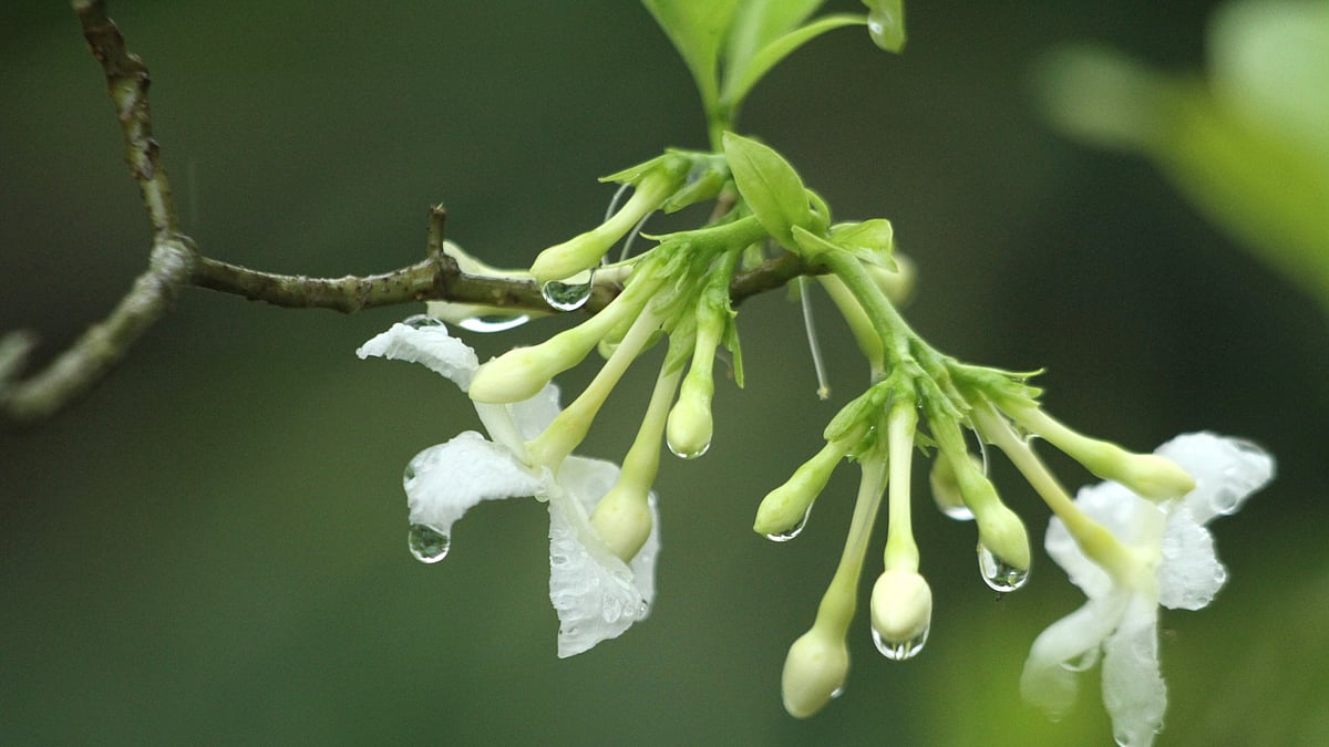 ছবি: সুপ্রিয় চাকমা