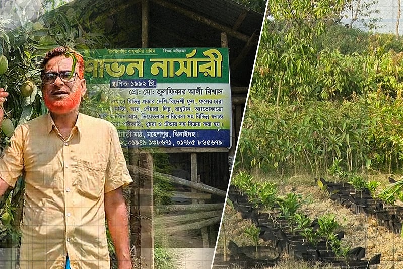 চারা বিক্রি করে বাজিমাত, ঝিনাইদহের গ্রামে ‘নার্সারি বিপ্লব’